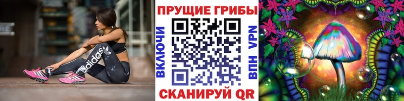 Псилоцибиновые грибы GOLDEN TEACHER где продают наркотики Карачаевск