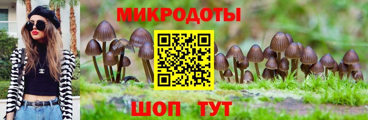 Галлюциногенные грибы Psilocybe Карачаевск